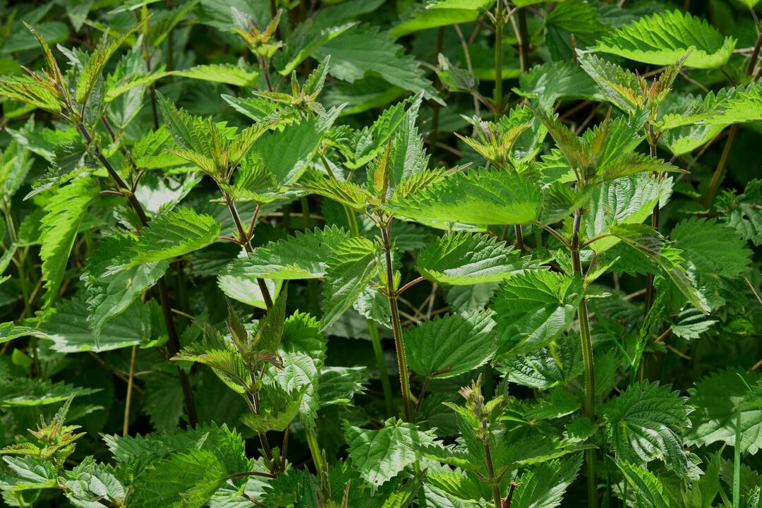 Nettle helps male sexual performance