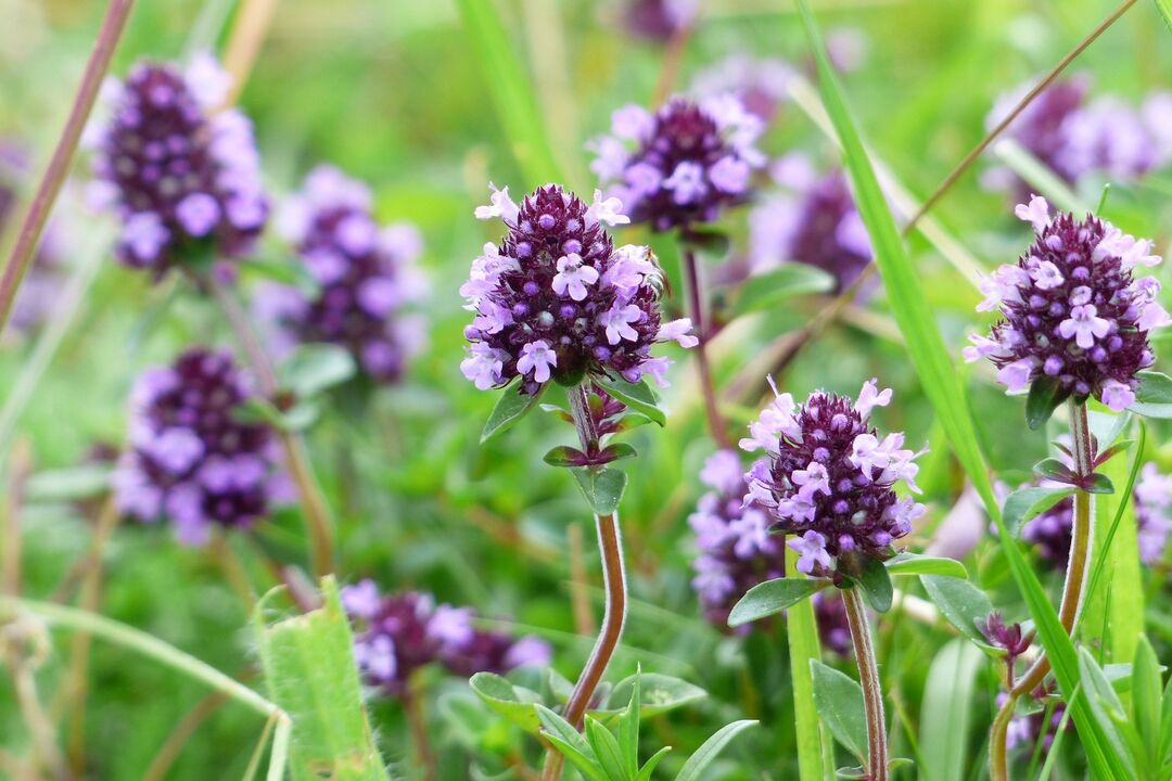 Thyme in folk medicine enhances male function